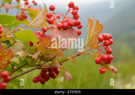 Direction générale de l'automne avec les feuilles rouges viburnum rouge Banque D'Images