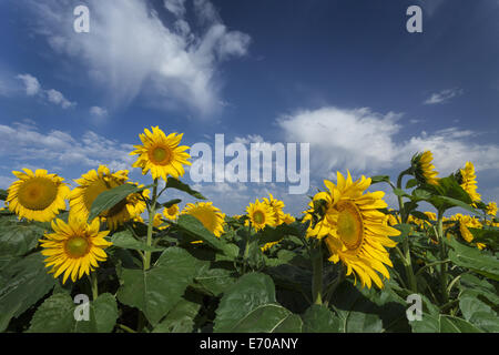Tournesols en fleurs sous stupéfier nuageux ciel bleu Banque D'Images
