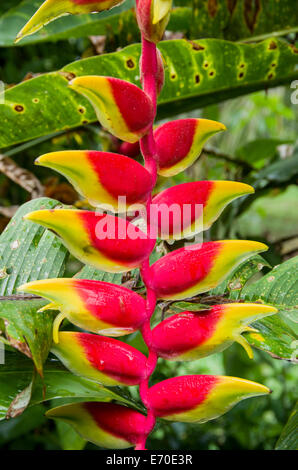 Heliconias fleurs dans la forêt tropicale de Tingo Maria. huanuco ministère. au Pérou. Banque D'Images