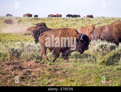 Bison d'Amérique ou dans un grand troupeau de bisons le long de la Yellowstone River in Yellowstone National Park, Wyoming Banque D'Images