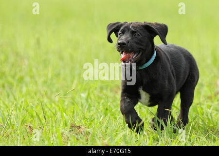 Un jeune labrador/golden retriever chiot croisée se déchaîne au parc. Banque D'Images