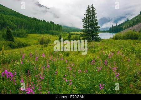 Des fleurs sauvages bell marron Banque D'Images