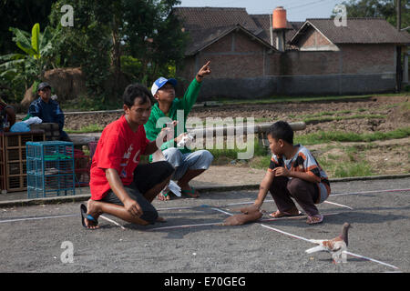 Borobudur, à Java, en Indonésie. Pigeon d'arriver à la ligne d'arrivée dans une course. Banque D'Images