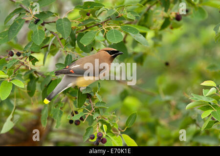 Cedar Waxwing Bird songbird dans Serviceberry Tree ornithologie Science nature faune Environnement Banque D'Images