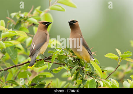 Cèdre Waxwings oiseaux chanteurs dans Serviceberry Tree ornithologie Science nature faune Environnement Banque D'Images