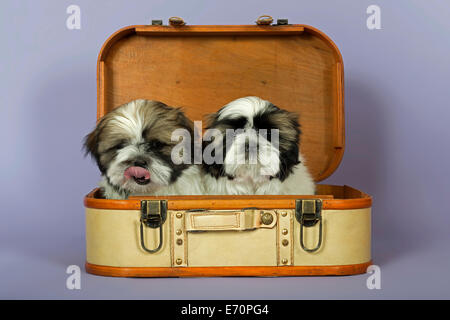 Deux Shih Tzu chiots, 10 semaines, l'or blanc, dans une valise Banque D'Images