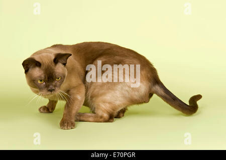 Race de chat, birmans, Tomcat, 2 ans, couleur chocolat Banque D'Images