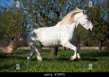 Appaloosa mix, gris cheval hongre,, on meadow au galop, derrière d'amandiers, Majorque, Îles Baléares, Espagne Banque D'Images