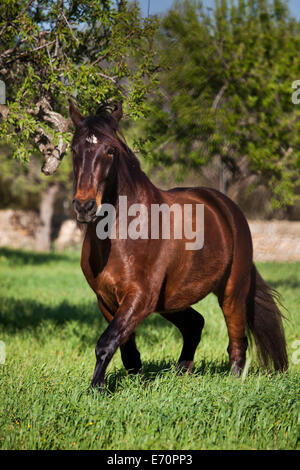 Pura Raza Española, pré, bay gelding trottant dans un pré, Majorque, Îles Baléares, Espagne Banque D'Images