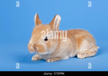 Lapin domestique (Oryctolagus cuniculus forma domestica) Banque D'Images