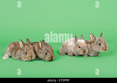 Quatre lapins domestiques (Oryctolagus cuniculus forma domestica) Banque D'Images