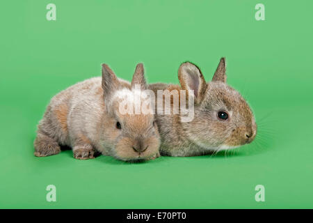 Deux lapins domestiques (Oryctolagus cuniculus forma domestica) Banque D'Images