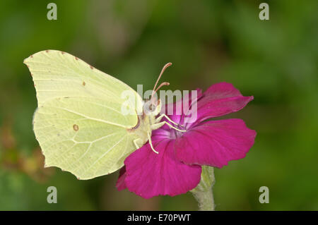 De souffre (Gonepteryx rhamni), sucer le nectar à Rse (Silene coronaria), Bade-Wurtemberg, Allemagne Banque D'Images