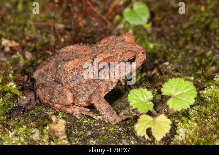 Crapaud commun (Bufo bufo), d'un an de nourriture la nuit, Bade-Wurtemberg, Allemagne Banque D'Images