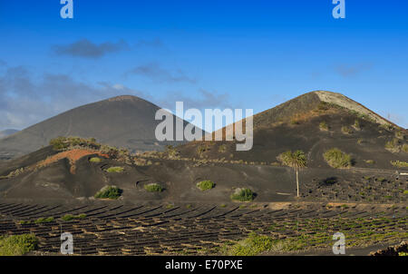 Les vignes ne sont uniques dans le monde entier, la vigne se développant sur des puits de lave, cendres volcaniques, région viticole de la Geria, Lanzarote Banque D'Images