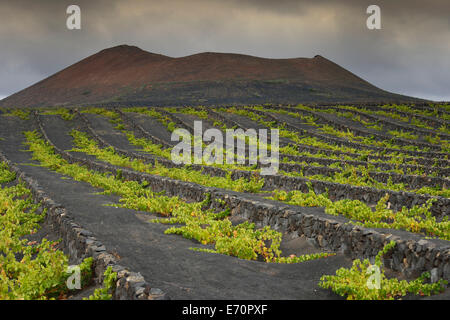 De rares nuages de pluie, viticulture, uniques au monde, les vignes se développant sur des puits de lave, cendres volcaniques, région viticole de la Geria Banque D'Images