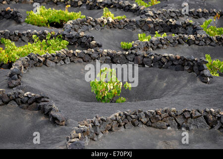 Les vignes ne sont uniques dans le monde entier, la vigne se développant sur des puits de lave, cendres volcaniques, région viticole de la Geria, Lanzarote Banque D'Images