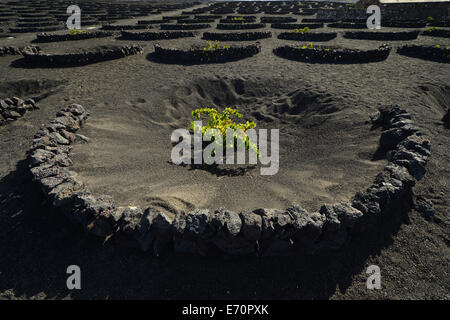 Les vignes ne sont uniques dans le monde entier, la vigne se développant sur des puits de lave, cendres volcaniques, région viticole de la Geria, Lanzarote Banque D'Images