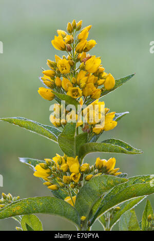 Jardin Salicaire (Lysimachia vulgaris), Tyrol, Autriche Banque D'Images