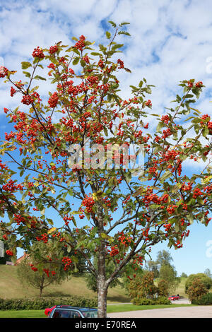 Sorbus hybrida, arborescence du service suédois Banque D'Images