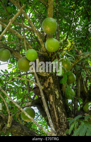 Borobudur, à Java, en Indonésie. Aegle Marmelos Maja Fruits, Correa. Banque D'Images