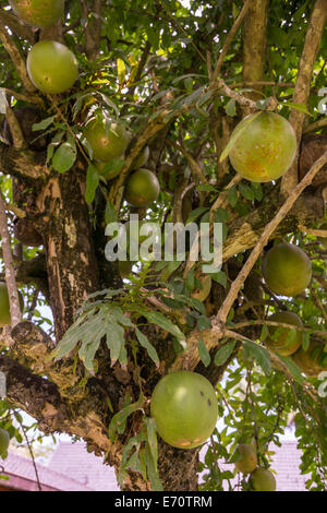 Borobudur, à Java, en Indonésie. Aegle Marmelos Maja Fruits, Correa. Banque D'Images