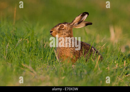 Sehnde, Allemagne. 06Th Nov, 2014. Un lièvre (Lepus europaeus) se trouve dans un champ à la lumière du soleil couchant près de Sehnde, Allemagne, 03 septembre 2014. Les lièvres européens sont une espèce en voie de disparition en Allemagne. Photo : JULIAN STRATENSCHULTE/DPA/Alamy Live News Banque D'Images