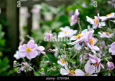 Anémone japonaise des fleurs de jardin en fleurs, la fin de l'été (anemone japonica) Banque D'Images