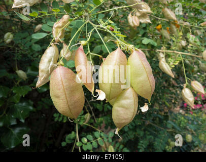 La vessie commun fruits gonflés de séné Banque D'Images