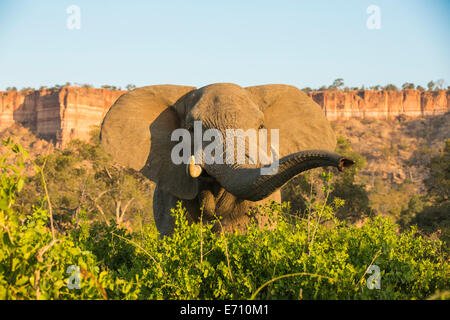 Vue frontale d'un taureau de l'Eléphant d'Afrique (Loxodonta africana) par falaises Chilojo Banque D'Images