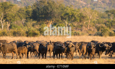 Buffle d'Afrique (Syncerus caffer) Paysage Banque D'Images