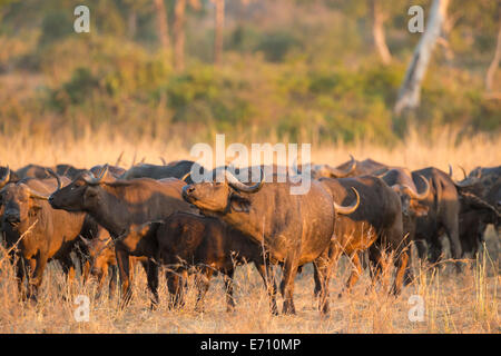 Buffle d'Afrique (Syncerus caffer) en mouvement Banque D'Images