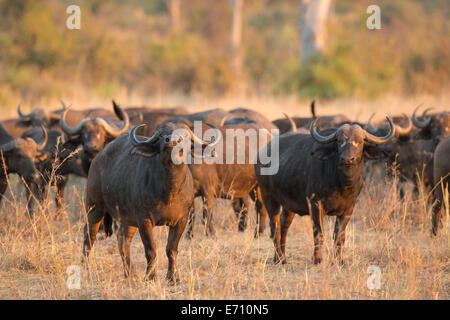 Bull d'Afrique (Syncerus caffer) avec troupeau Banque D'Images