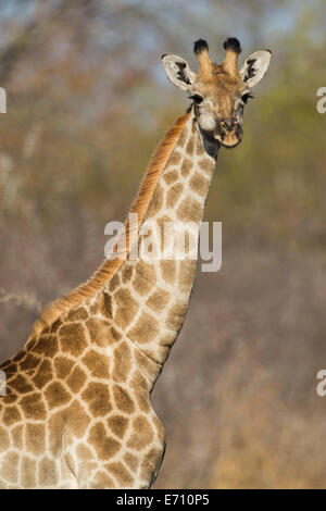 Femme Girafe (Giraffa camelopardalis) Tête et cou Banque D'Images