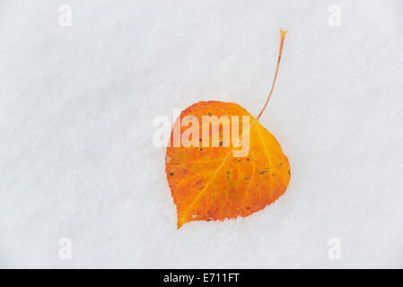 Une petite feuille de peuplier brun couché sur la neige. Banque D'Images