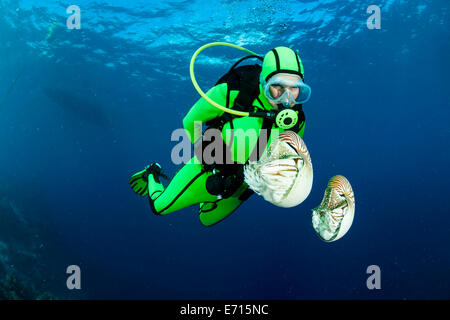 Océanie, Palaos, plongeur regardant Palau nautilusses belauensis, Nautilus, dans l'Océan Pacifique Banque D'Images