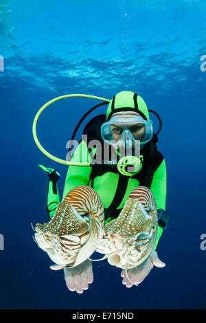 Océanie, Palaos, plongeur regardant Palau nautilusses belauensis, Nautilus, dans l'Océan Pacifique Banque D'Images
