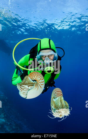 Océanie, Palaos, plongeur regardant Palau nautilusses belauensis, Nautilus, dans l'Océan Pacifique Banque D'Images