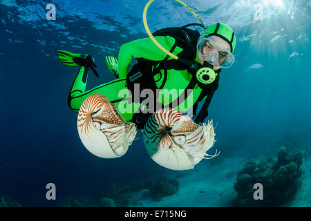 Océanie, Palaos, plongeur regardant Palau nautilusses belauensis, Nautilus, dans l'Océan Pacifique Banque D'Images
