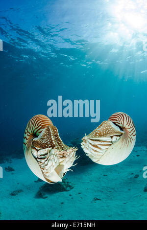 Océanie, Palaos Palaos, nautilusses belauensis, Nautilus, dans l'Océan Pacifique Banque D'Images