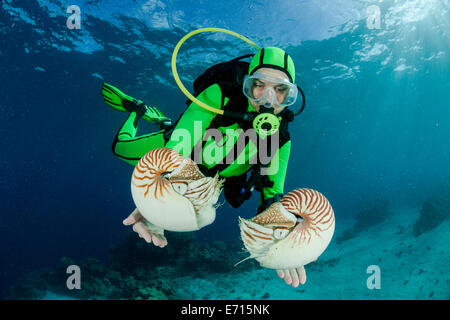 Océanie, Palaos, plongeur regardant Palau nautilusses belauensis, Nautilus, dans l'Océan Pacifique Banque D'Images