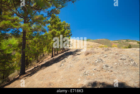 Gran Canaria, inland, endémique pin Pinus canariensis pousse sur les flancs de la sentier de randonnée, Banque D'Images