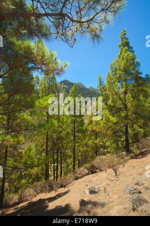 Gran Canaria, inland, endémique pin Pinus canariensis pousse sur les versants Banque D'Images