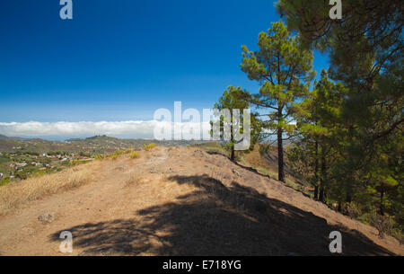 Gran Canaria, inland, endémique pin Pinus canariensis pousse sur les flancs de la sentier de randonnée, Banque D'Images