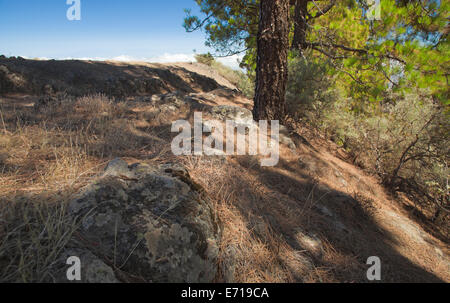 Gran Canaria, inland, endémique pin Pinus canariensis pousse sur les flancs de la sentier de randonnée, Banque D'Images