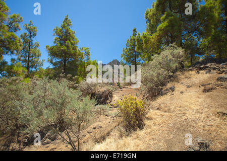 Gran Canaria, inland, endémique pin Pinus canariensis pousse sur les flancs de la sentier de randonnée, Banque D'Images