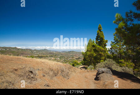 Gran Canaria, inland, endémique pin Pinus canariensis pousse sur les flancs de la sentier de randonnée, Banque D'Images