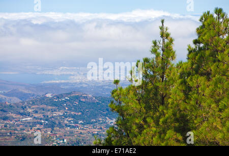 Gran Canaria, inland, endémique pin Pinus canariensis poussent sur les flancs de Las Palmas, dans l'arrière-plan Banque D'Images