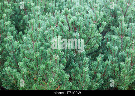 Châssis de remplissage pin Banque D'Images