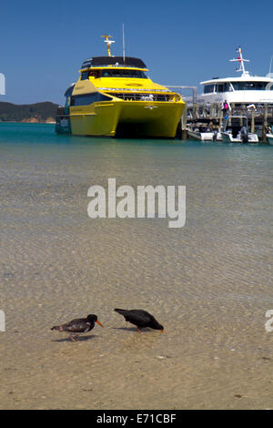 Les oiseaux de l'huîtrier de patauger dans la Bay of Islands, Île du Nord, en Nouvelle-Zélande. Banque D'Images